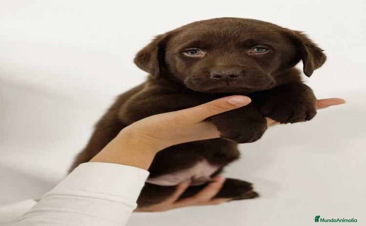 Labrador Retriever perros - Anuncio 6