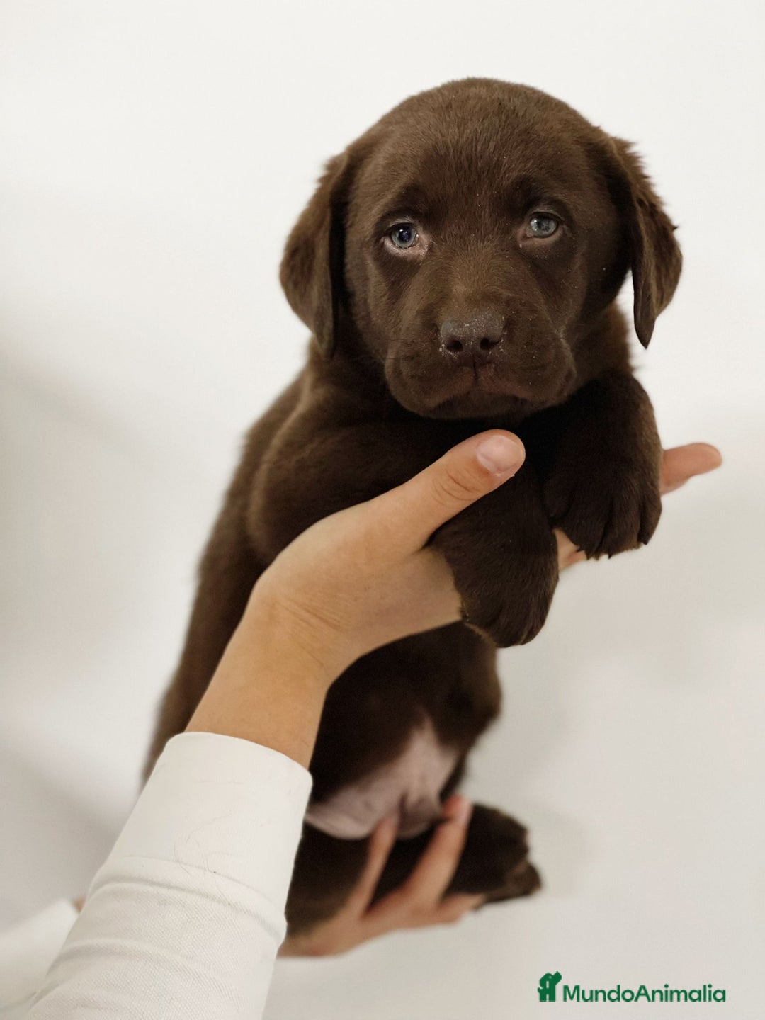 Labrador Retriever perros en venta: LABRADOR - Imagen 1