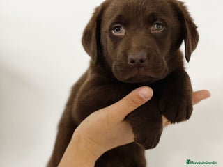 Labrador Retriever perros - Anuncio 13