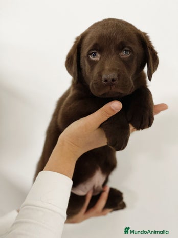 Labrador Retriever perros - Anuncio 13