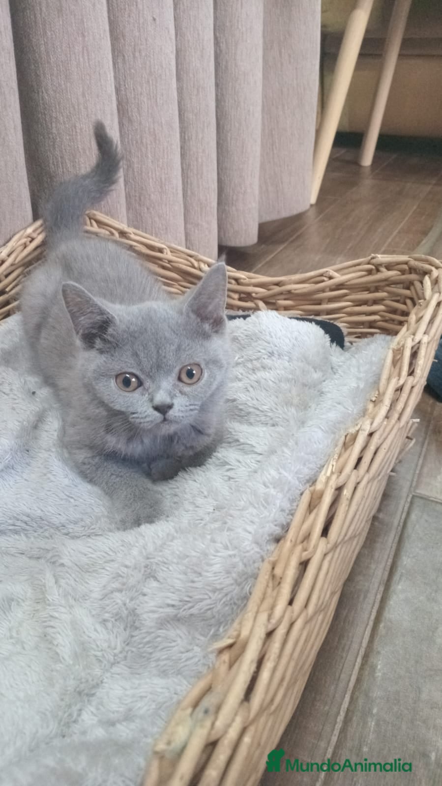 Británico de Pelo Corto Azul gatos Brithis machos Blue  - Anuncio 2