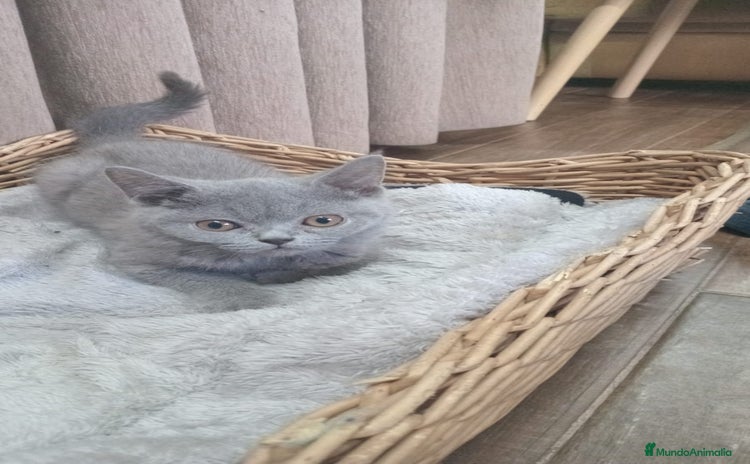 Británico de Pelo Corto Azul gatos - Anuncio 1