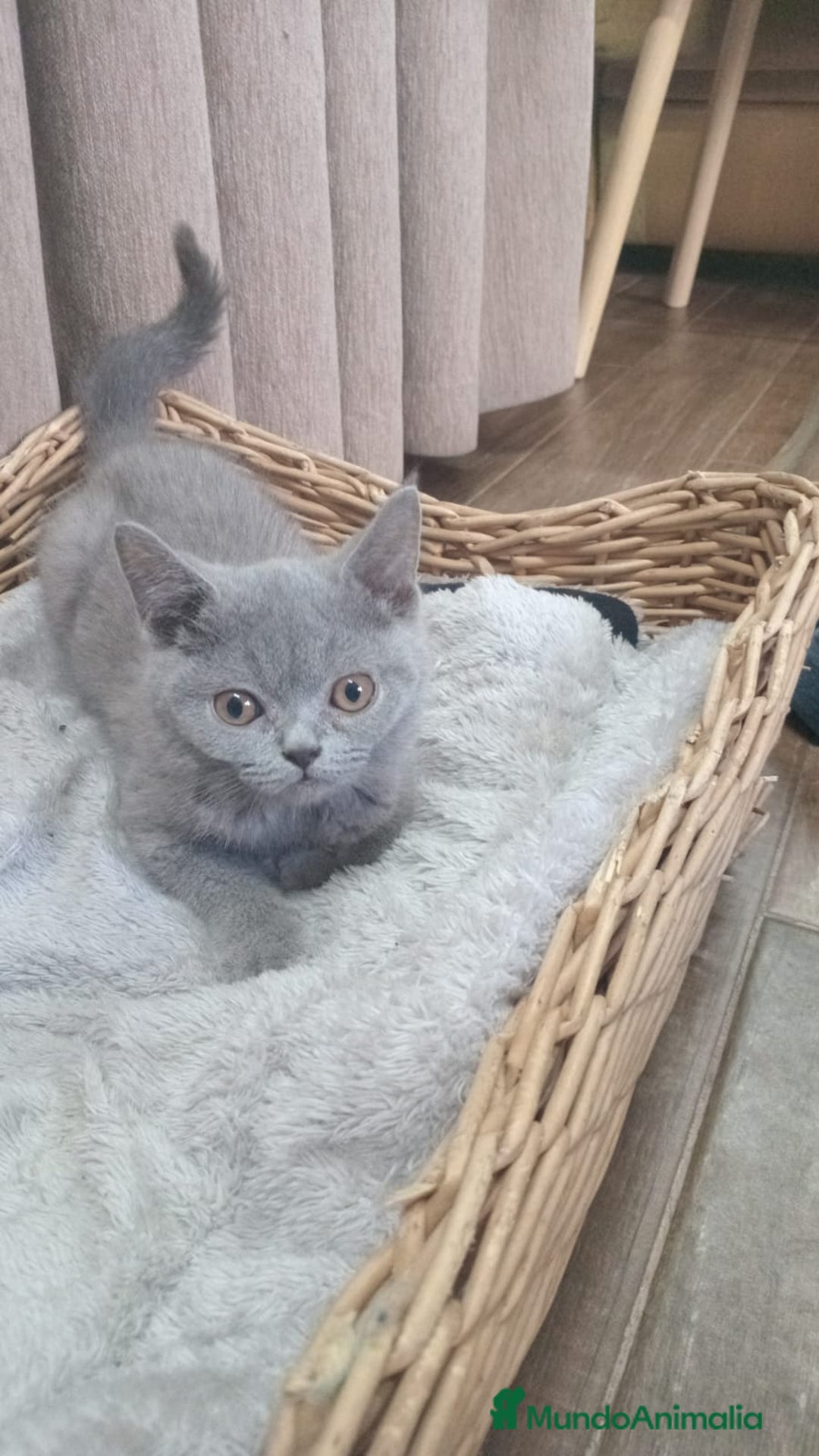 Británico de Pelo Corto Azul gatos en venta: Brithis machos Blue  - Imagen 1