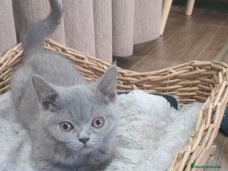 Británico de Pelo Corto Azul gatos - Anuncio 3