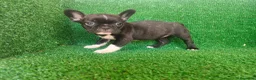 Bulldog Francés perros en venta: Bulldog francés  - Anuncio 13