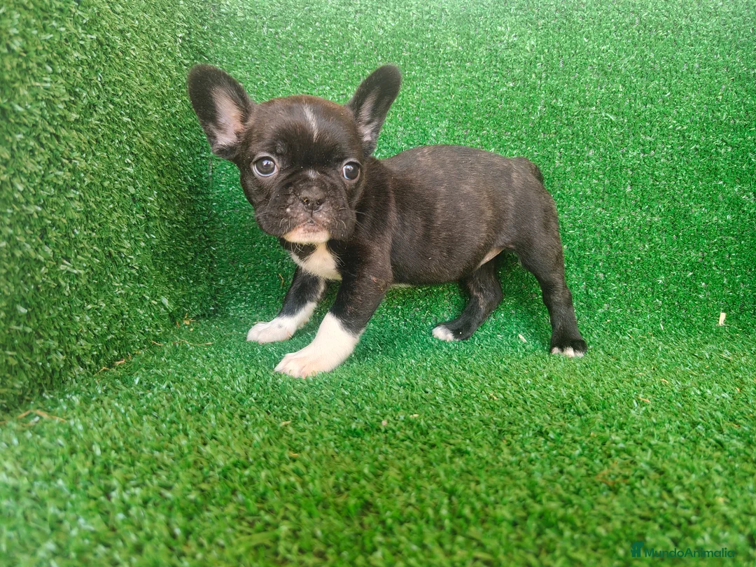 Bulldog Francés perros en venta: Bulldog francés  - Anuncio 13