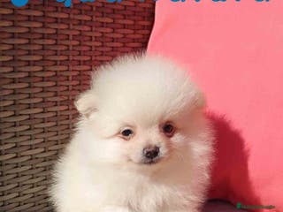 Pomerania perros Pomerania Macho de Grana y Pompom AQUANATURA - Anuncio 33