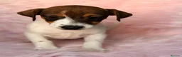Jack Russell Terrier perros en venta: Hembra Jack russell - Anuncio 3
