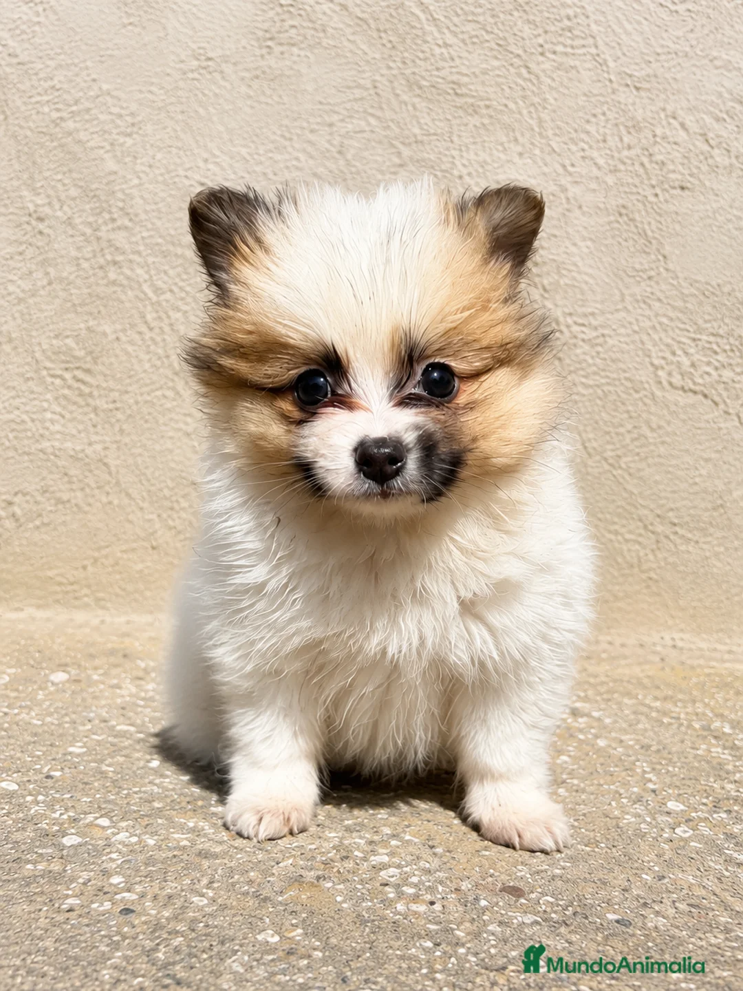 Pomerania perros en venta: Polumerania mini particolor - Anuncio 1