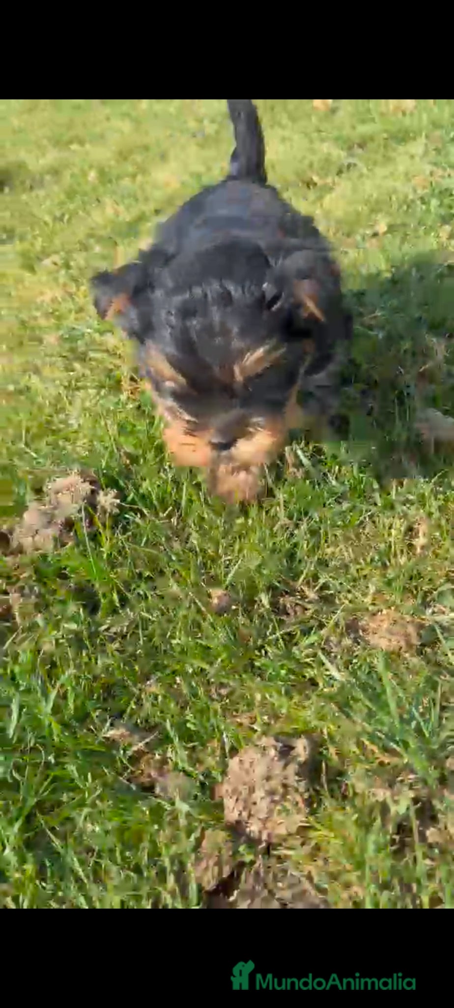 Yorkshire Terrier perros Macho de Yorsay Toy disponible  - Anuncio 1