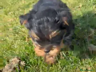 Yorkshire Terrier perros Macho de Yorsay Toy disponible - Anuncio 1