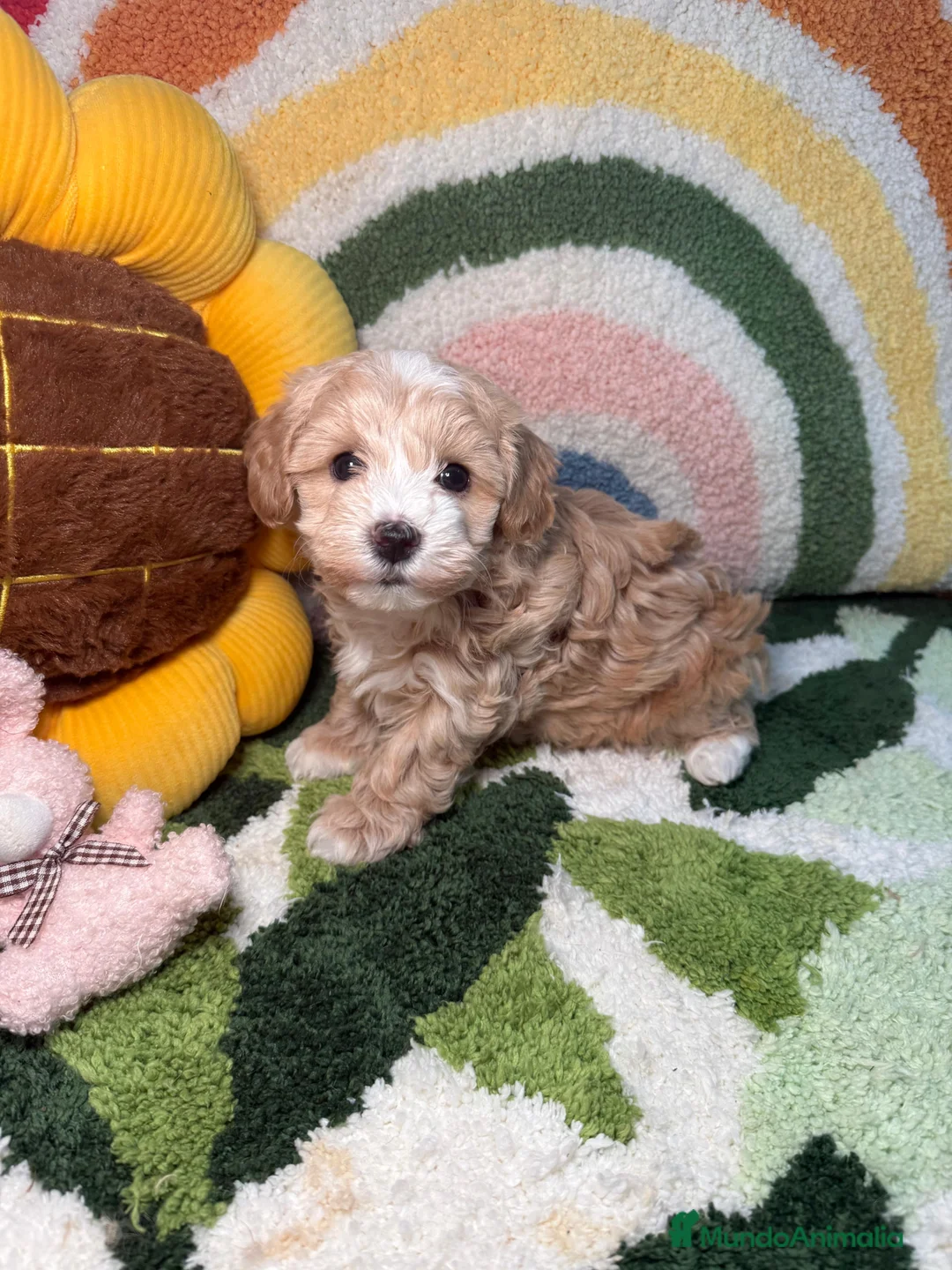 Maltipoo perros en venta: Maltipoo Mini Toy - Anuncio 2