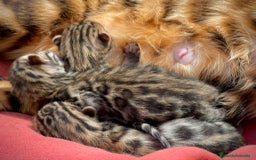 Bengalí gatos en venta: Camada de Gatitos Bengalí (Machos) - Imagen 5