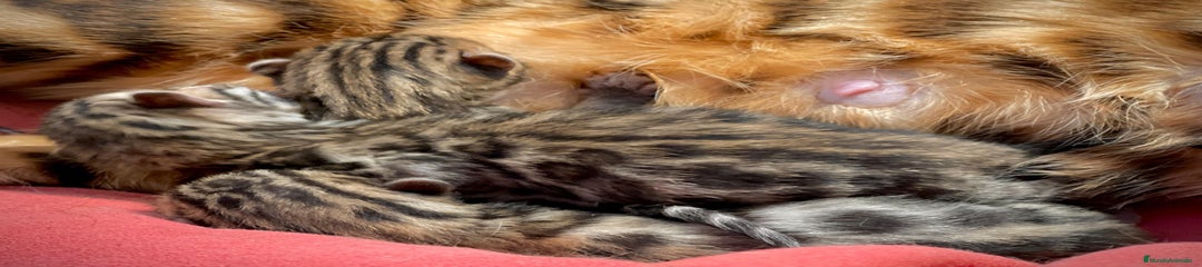 Bengalí Gatito 1