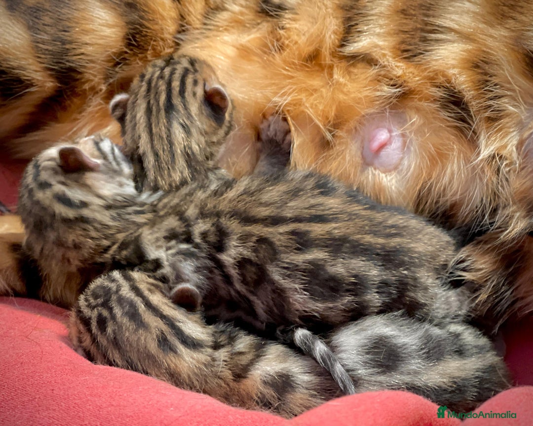 Bengalí gatos en venta: Camada de Gatitos Bengalí (Machos) - Imagen 5