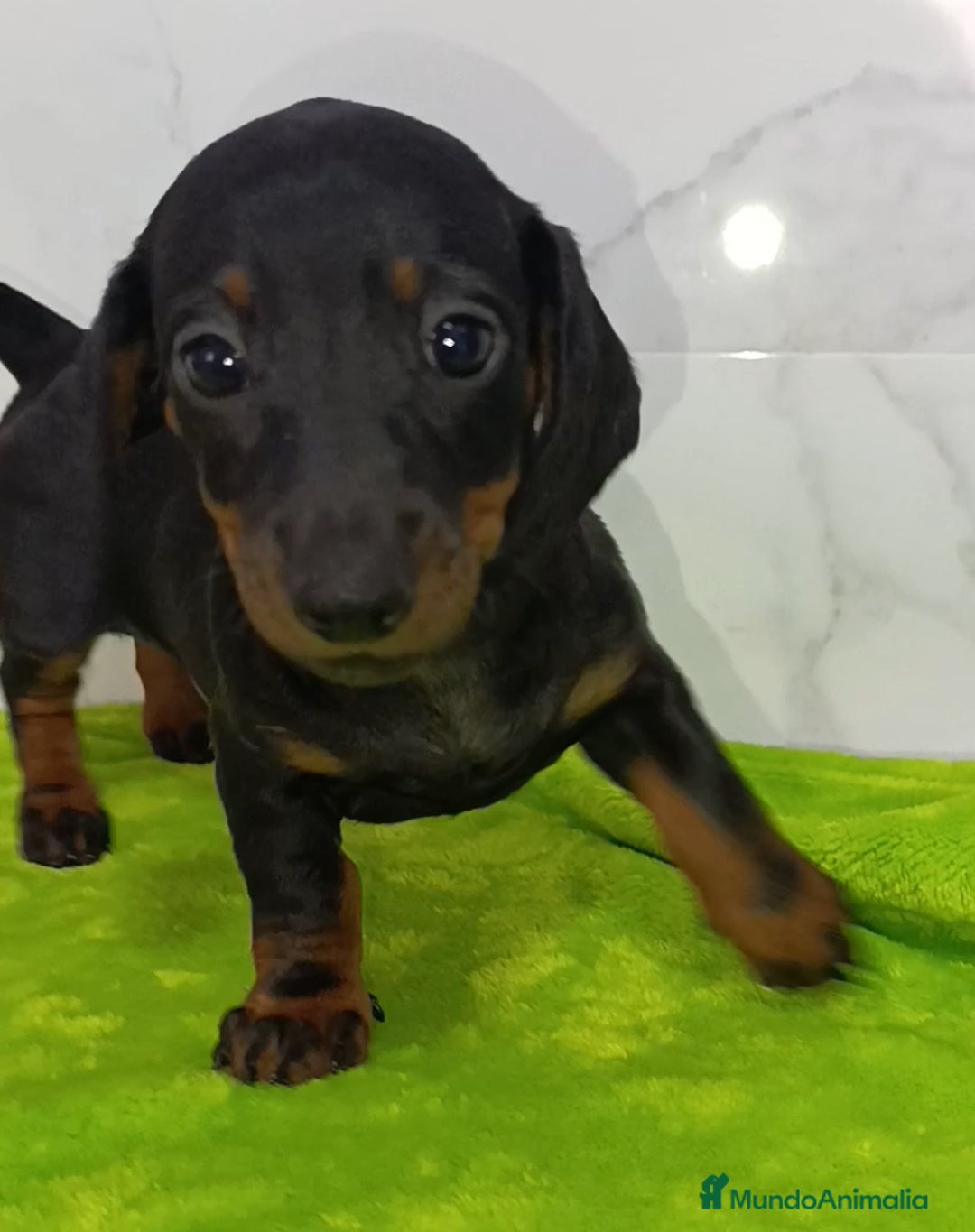Teckel perros en venta: Teckel toys miniaturas adorables  - Imagen 1