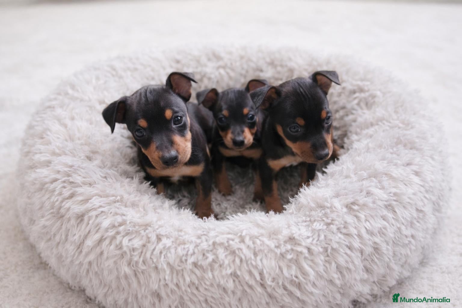 Pinscher Miniatura perros Mini Pinscher - Anuncio 3