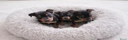 Pinscher Miniatura perros en venta: Mini Pinscher - Anuncio 1