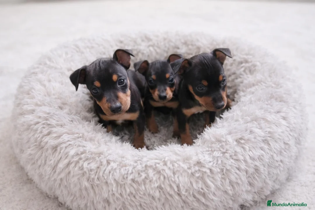 Pinscher Miniatura perros en venta: Mini Pinscher - Anuncio 1