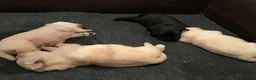 Labrador Retriever perros en venta: Cachorros Labrador retriever - Anuncio 4