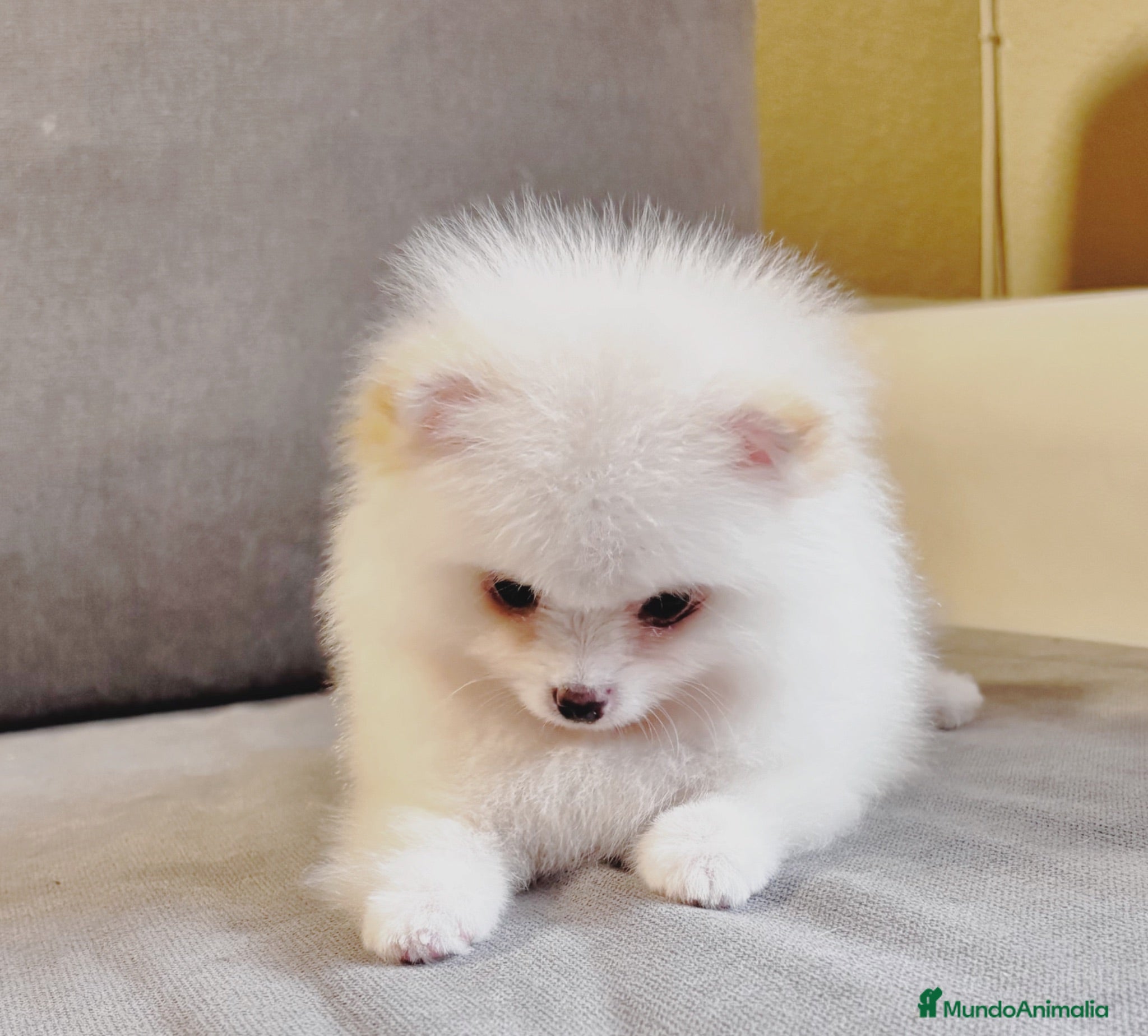 Pomerania perros Pomeraneas  - Anuncio 1