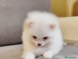 Pomerania perros Pomeraneas - Anuncio 2