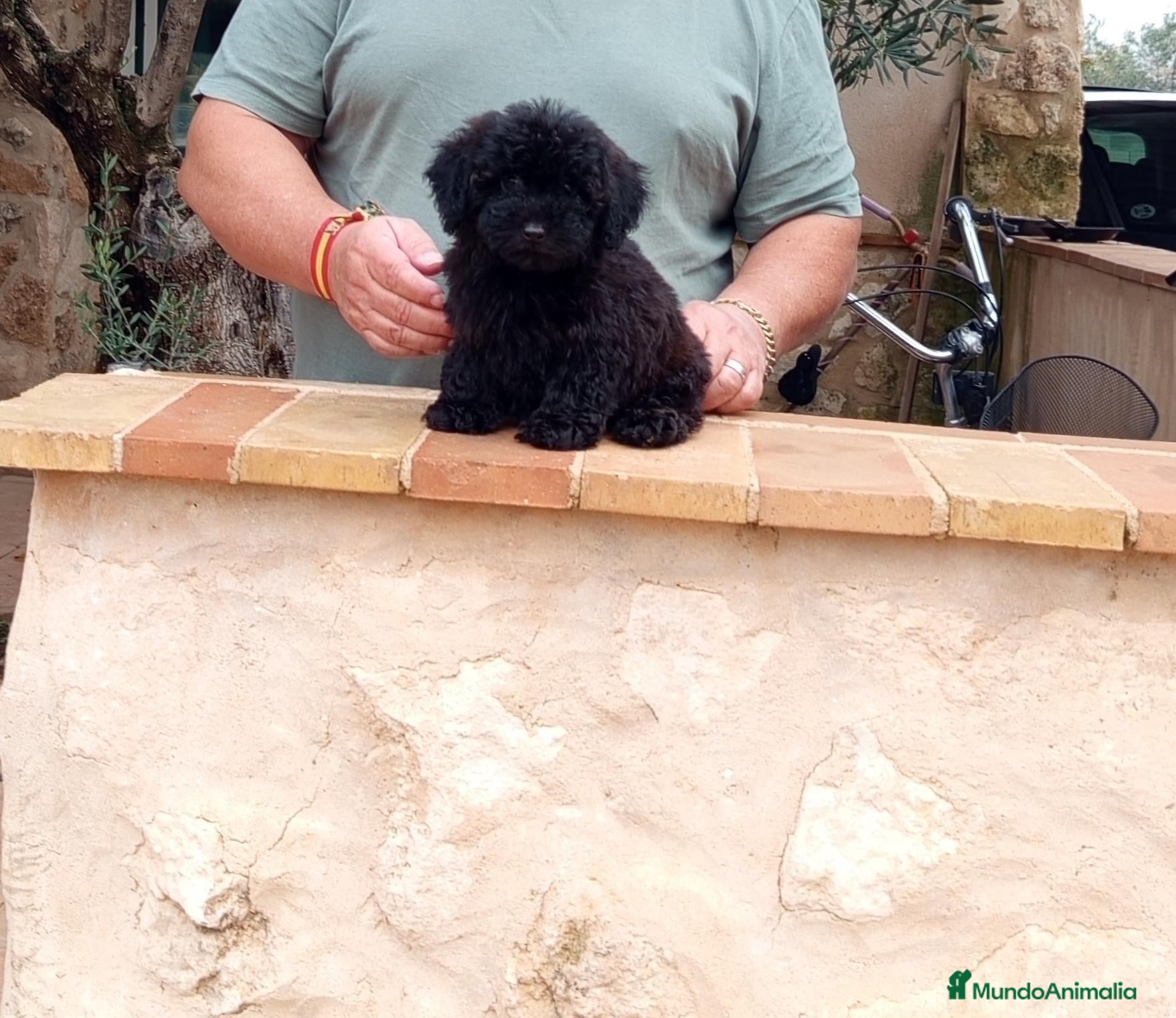 Caniche Toy perros en venta: Precioso caniche toy  - Anuncio 1