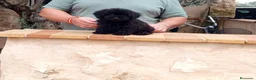 Caniche Toy perros en venta: Precioso caniche toy  - Anuncio 1