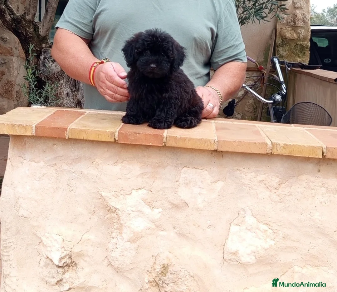 Caniche Toy perros en venta: Precioso caniche toy  - Anuncio 1