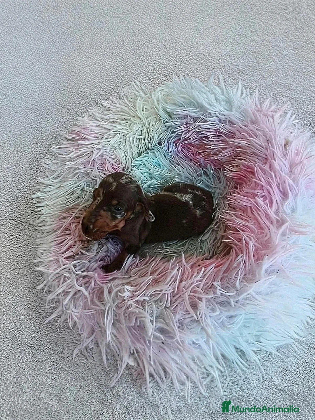 Teckel Miniatura perros en venta: TECKEL HEMBRITA MINIATURA ARLEQUIN  - Anuncio 2