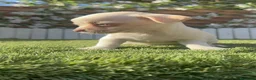 Chihuahua perros en venta: CHIHUAHUA- MACHO - Anuncio 3