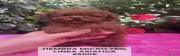 Caniche Toy perros en venta: Espectaculares Caniches Toy  en Lugo - Anuncio 1