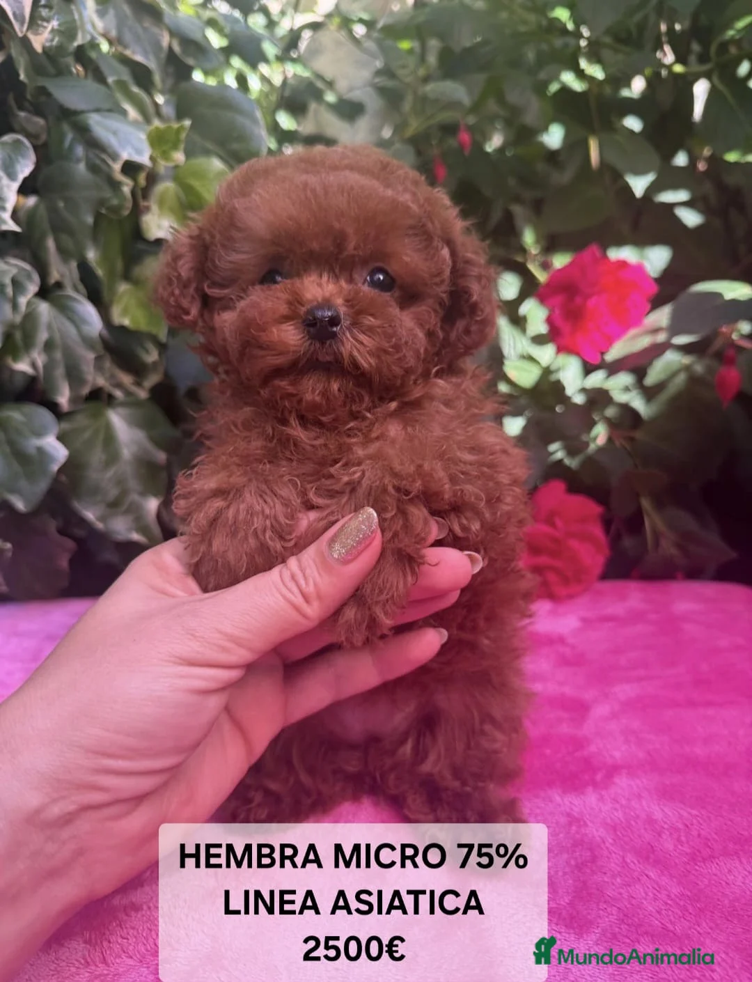 Caniche Toy perros en venta: Espectaculares Caniches Toy  en Lugo - Anuncio 1