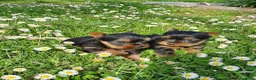 Yorkshire Terrier perros en venta: Yorkshires  - Anuncio 11