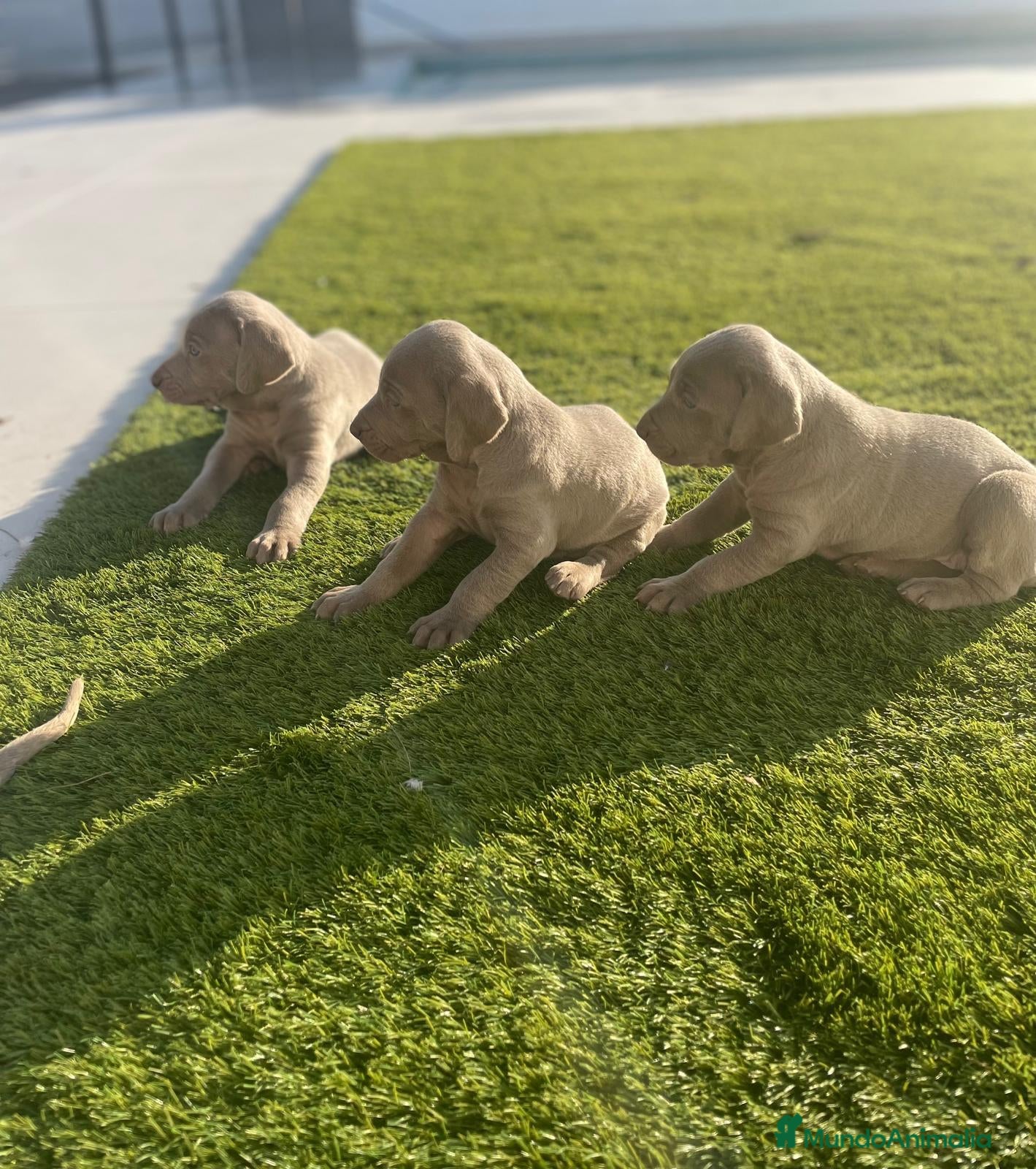 Weimaraner perros BRACO WEIMAR  - Anuncio 1
