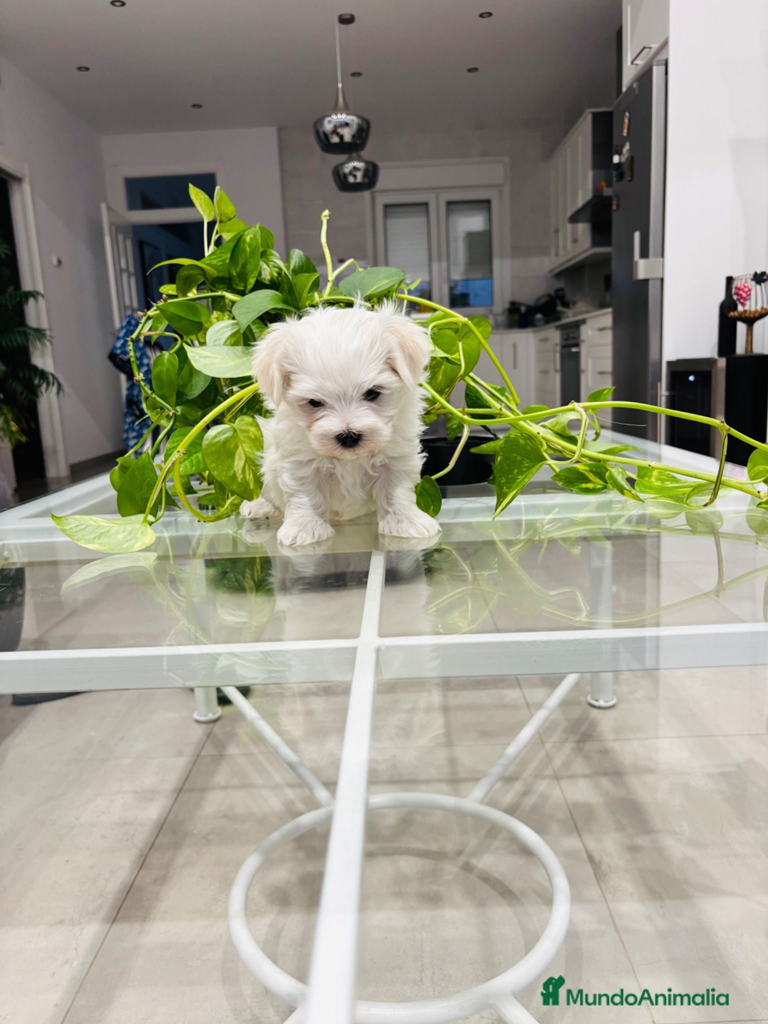 Bichón Maltés perros Bichon maltes macho de calidad - Anuncio 1