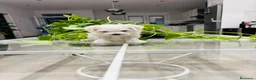 Bichón Maltés perros en venta: Bichon maltes macho de calidad - Anuncio 1