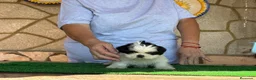 Shih Tzu perros en venta: Shihtzu blanco y negro - Anuncio 3