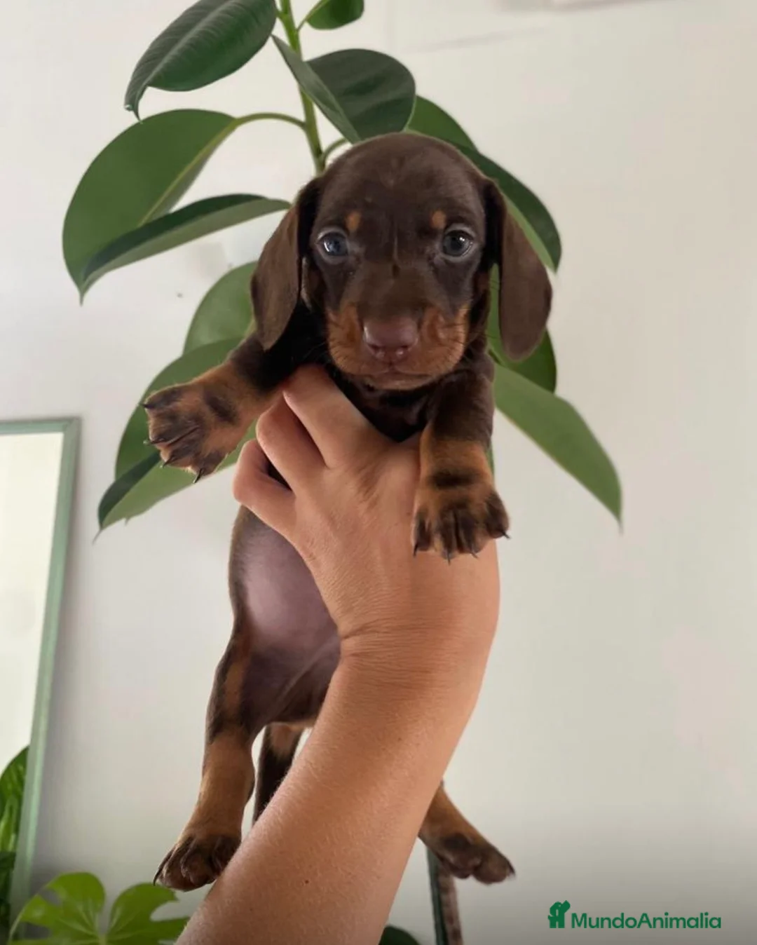 Teckel Miniatura perros en venta: Excelentes Teckel Kaninchen Chocolate. 601144783 - Anuncio 1