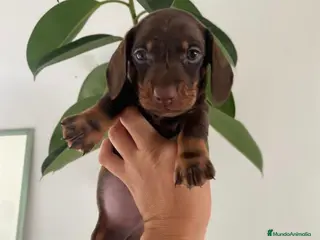 Teckel Miniatura perros Excelentes Teckel Kaninchen Chocolate. 601144783 - Anuncio 1