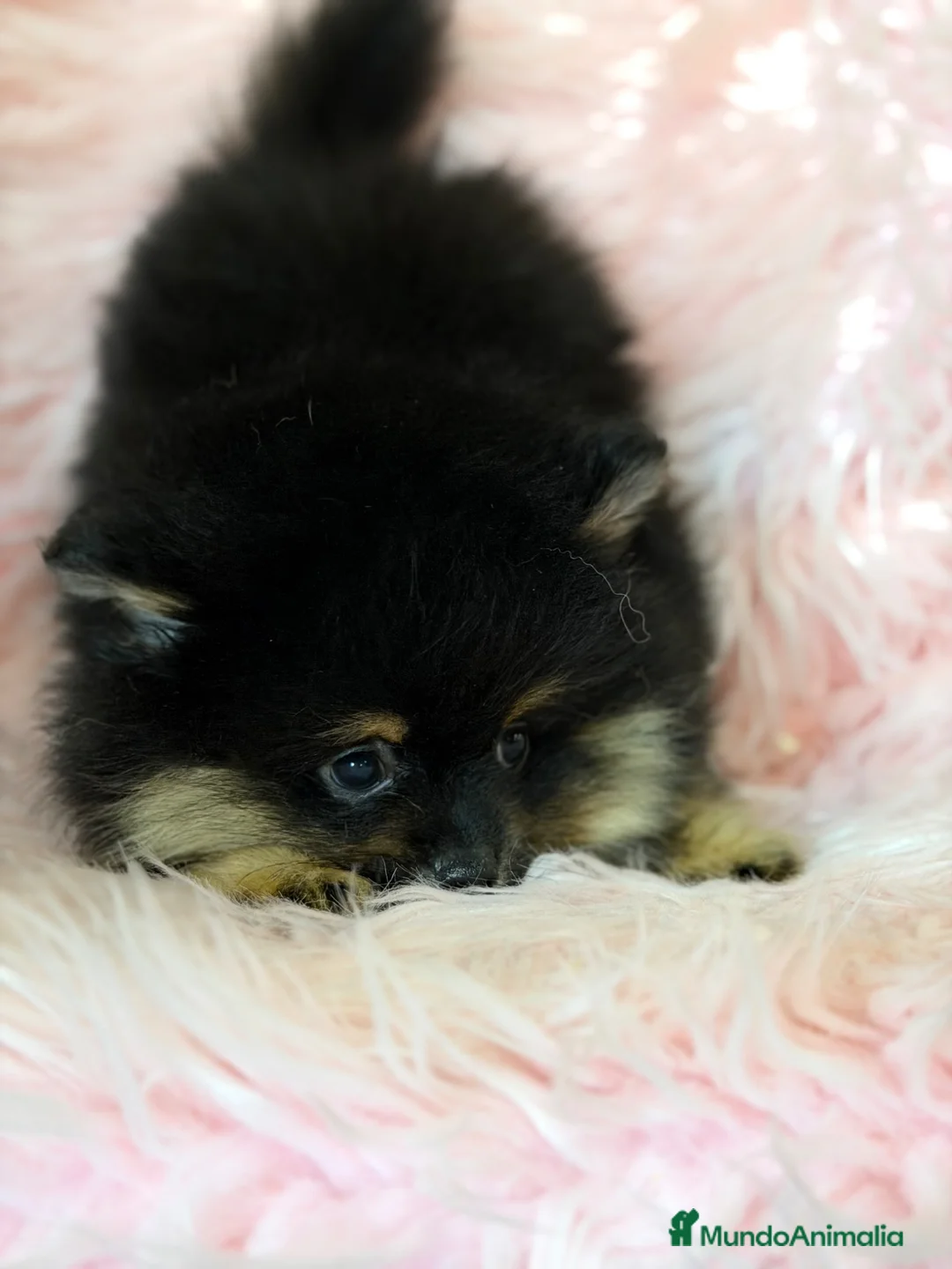 Pomerania perros en venta: Pomerania black and tan  - Anuncio 7