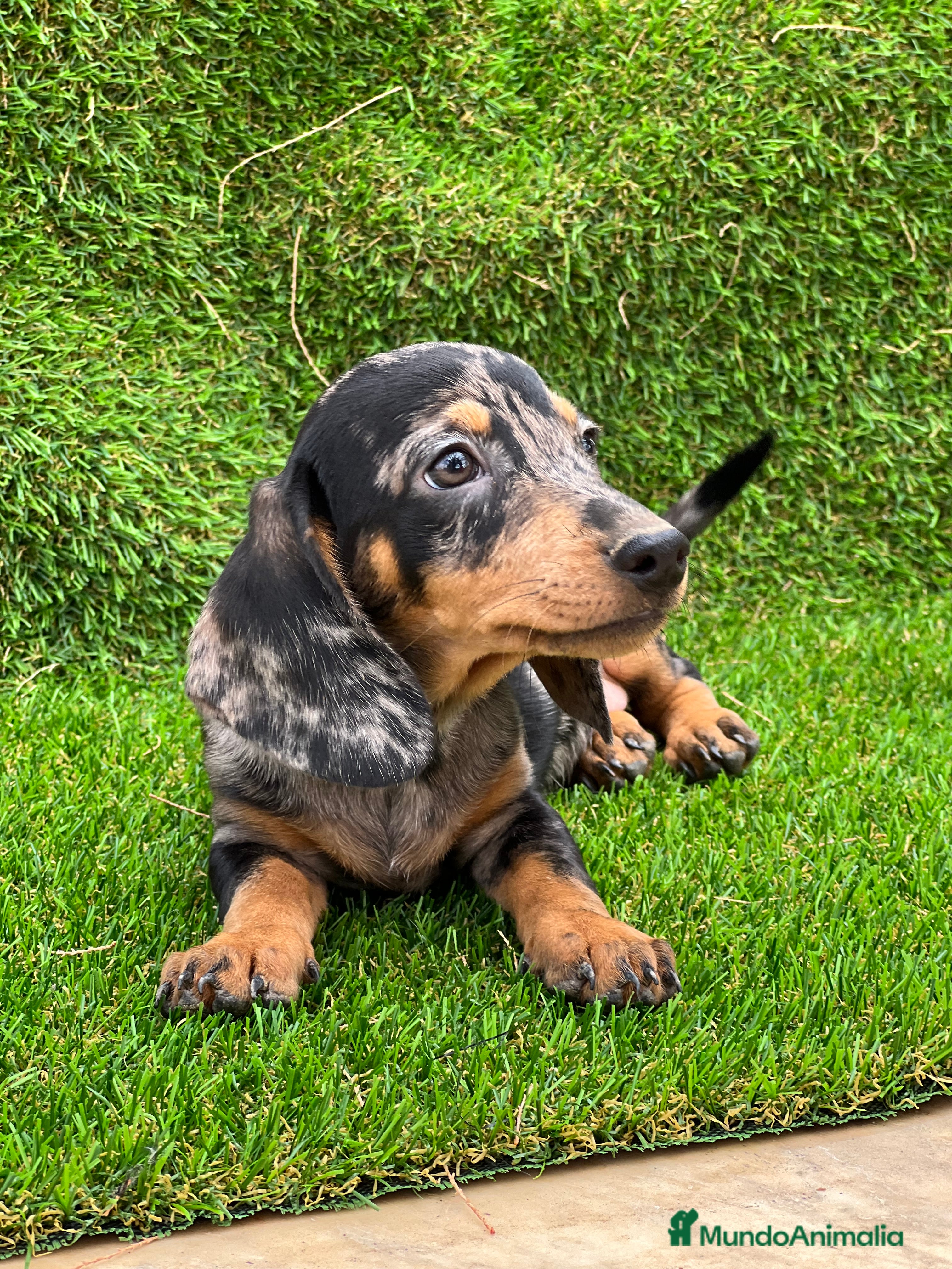 Teckel Miniatura perros Teckel MADRID  - Anuncio 23