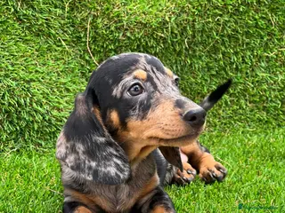 Teckel Miniatura perros Teckel MADRID - Anuncio 23