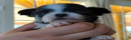 Chihuahua perros en venta: Chihuahas cabeza de manzana - Anuncio 16