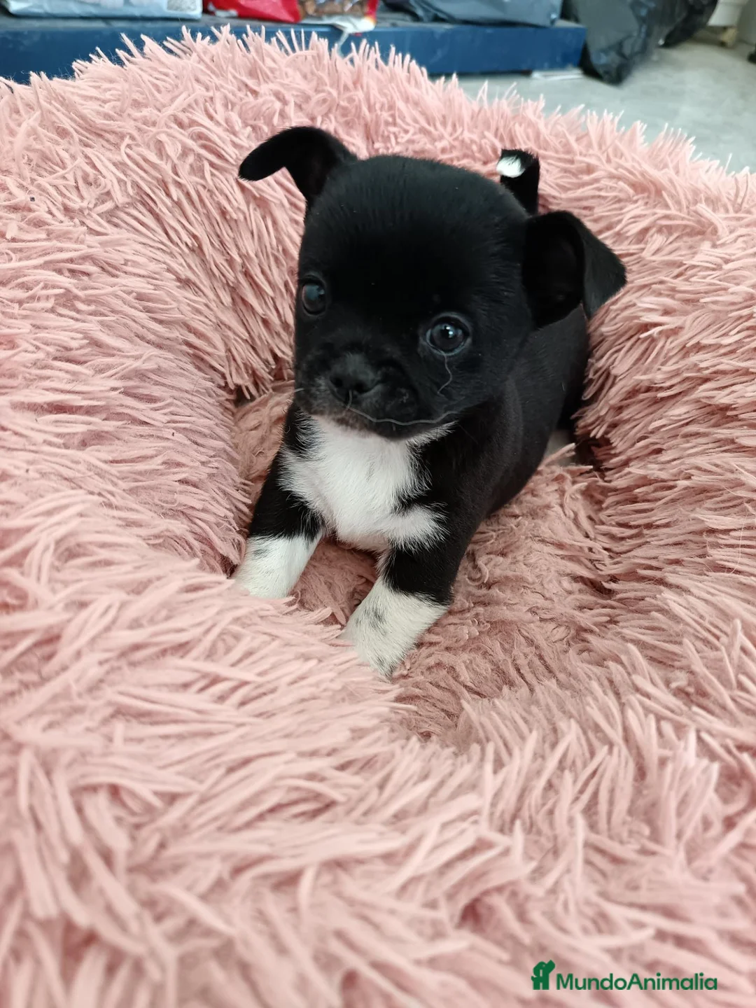 Chihuahua perros en venta: Chihuahuas,  - Anuncio 2