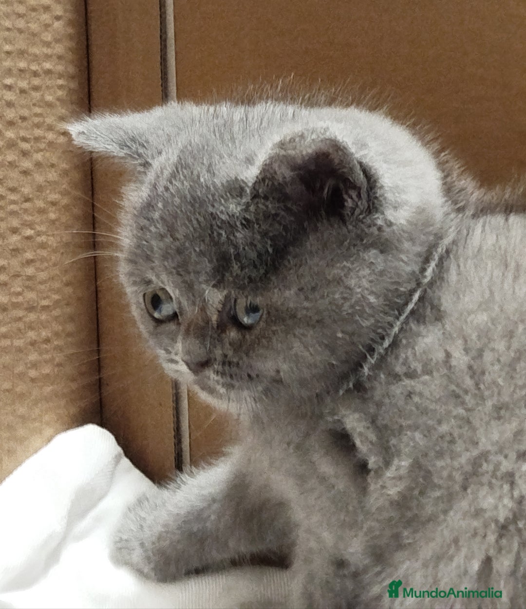 Británico de Pelo Corto gatos en venta: British Shorthair - Imagen 7