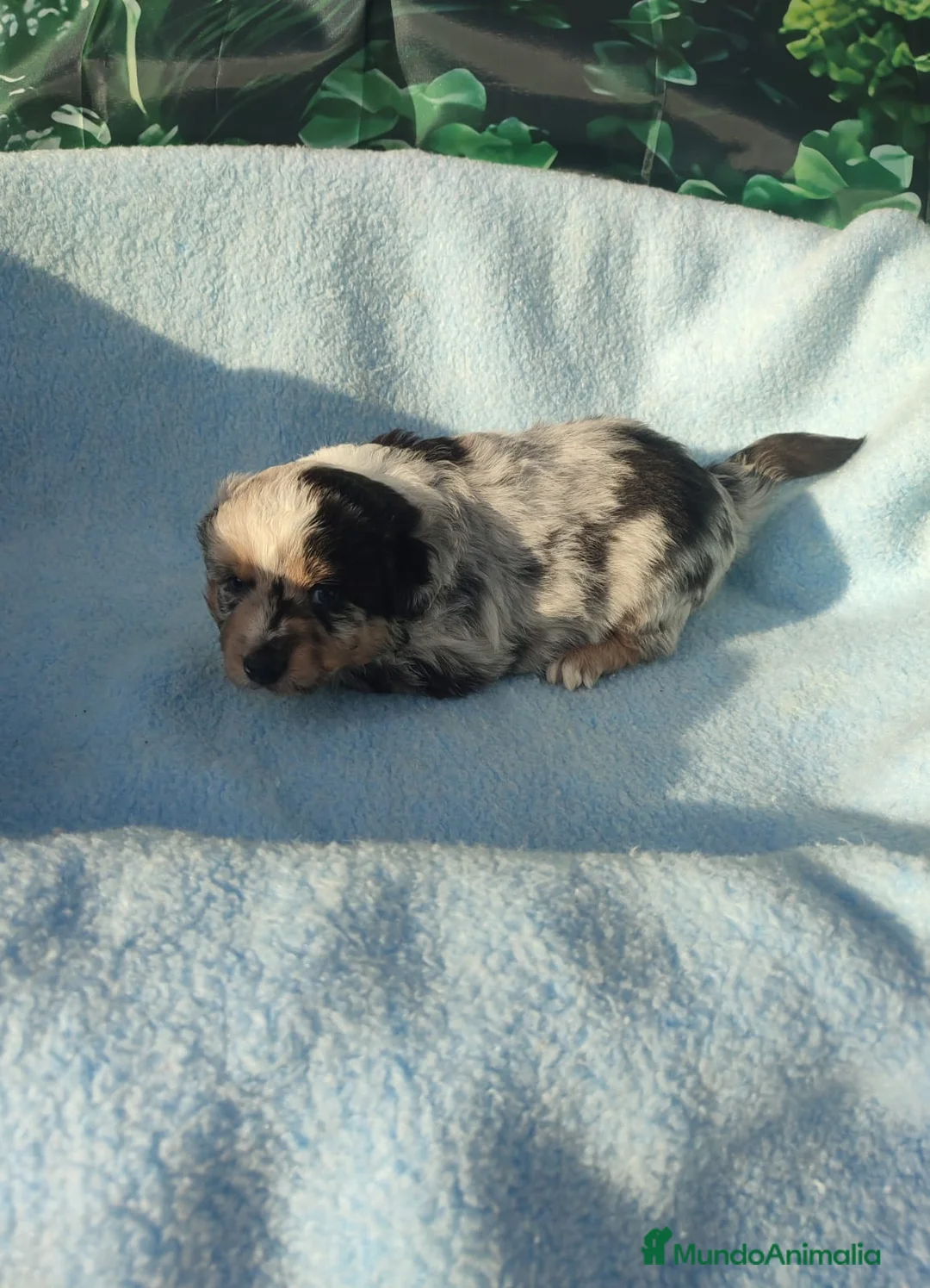 Pastor Miniatura Americano perros en venta: CACHORROS PASTOR AMERICANO MINIATURA - Anuncio 6