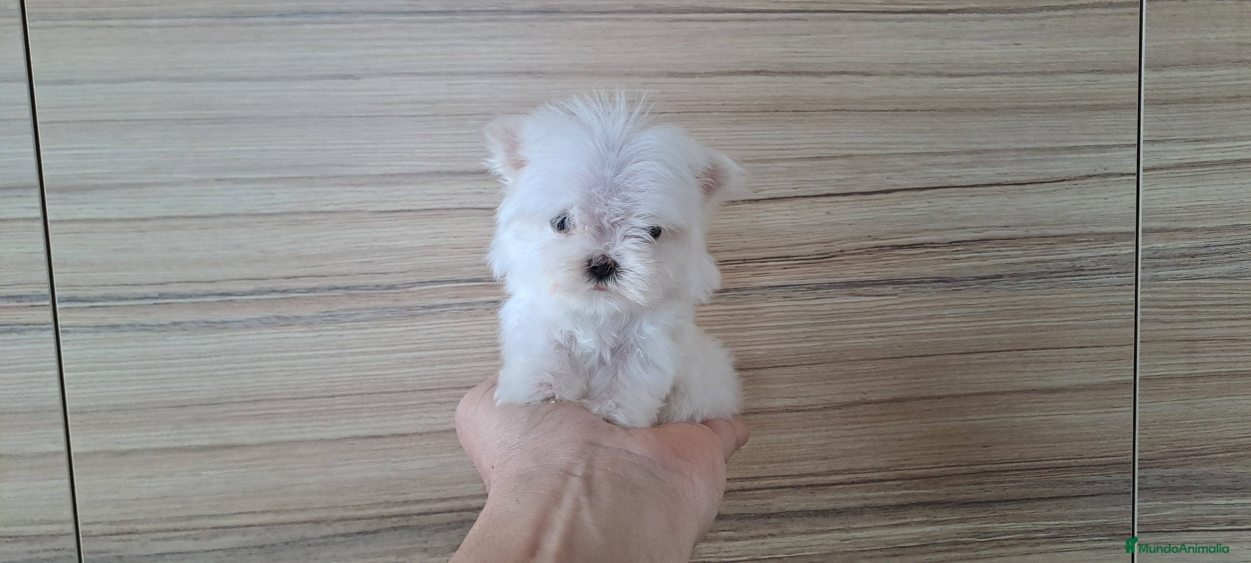 Bichón Maltés perros Bichon Maltes Micro Toy  - Anuncio 1