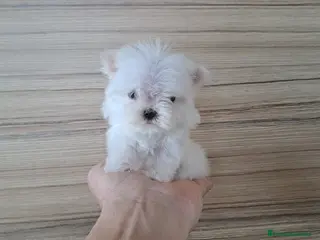 Bichón Maltés perros Bichon Maltes Micro Toy - Anuncio 1