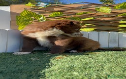 Border Collie perros en venta: BORDER COLLIE - Anuncio 3